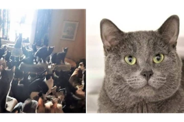 அடுக்குமாடிக் குடியிருப்பில் 300 பூனைகளை வளர்த்த பெண் - விசாரணையில் காத்திருந்த அதிர்ச்சி!