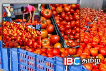 தக்காளி விலை வீழ்ச்சியால் விவசாயிகள் பாதிப்பு