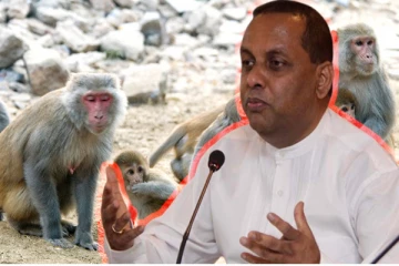 சீனாவுக்கு குரங்குகளை வழங்கினால் அதற்கு மனித அன்பு கிடைக்கும்: விவசாய அமைச்சர்