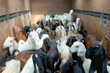 விதிமுறைகளை மீறி யாழில் இருந்து கொழும்புக்கு ஆடுகளை ஏற்றிச்சென்ற நபர் கைது (Photos)