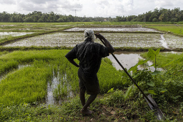 உலக சந்தையின் நிலைமை! உர மானிய விலை ஏற்படவுள்ள மாற்றம் | Fertilizer Subsidy Price Srilanka