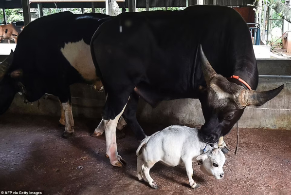ஆட்டுக்குட்டியை விட குள்ளமான அதிசய பசு! பார்க்க திரளும் கூட்டம் | Rani The 51Cm Dwarf Cow In Bangladesh Guinness