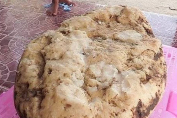 பீச் ஓரமா சென்ற பெண்ணுக்கு கிடைத்த மிகப்பெரிய அதிர்ஷ்ட பொருள்.. இதன் விலை என்ன தெரியுமா? ஆடிப்போன அதிகரிகள் | Thailand Beach Girl Luck Whale