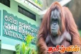 மிருகக் காட்சிச் சாலையின் ஒரேயொரு ஒராங்குட்டான் குரங்கும் உயிரிழப்பு