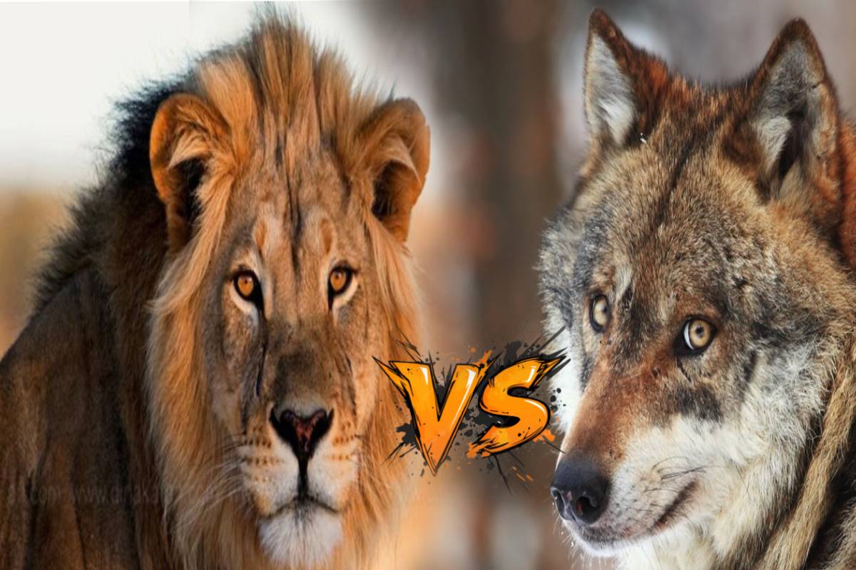 சிங்கத்தையே மிஞ்சும் ஓநாயின் நேர்மை பற்றி தெரியுமா? பலரும் அறியாத தகவல்! | What Are Interesting Facts About Wolves