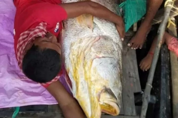 மிரண்டு போன மீனவர்கள்.... ஒரே ஒரு மீன் ரூ.36 லட்சத்திற்கு விலை போன ஆச்சரியம்! அப்படி என்ன ஸ்பெஷல் தெரியுமா?