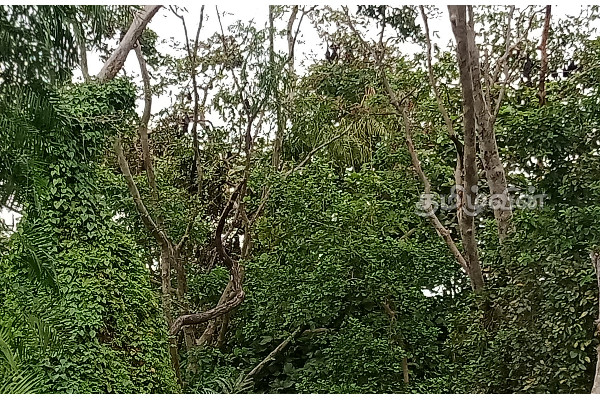 முல்லைத்தீவில் இப்படியொரு இடமா! மறக்கப்பட்ட வௌவால்வெளி | Mullaitivu Tourist Ariya Sri Lanka Tourism