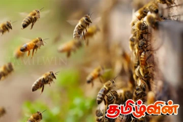 குளவிக் கொட்டுக்கு இலக்காகி வயோதிபப் பெண் உயிரிழப்பு