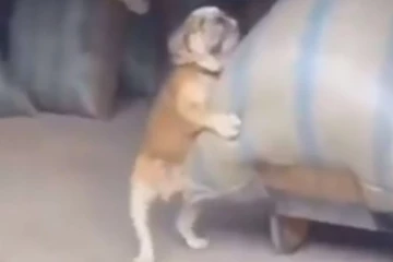 சோறு போடும் முதலாளிக்கு உதவும் நாய் குட்டி...அடேங்கப்பா சான்ஸே இல்லை!