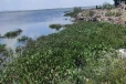 தமிழர்பகுதி வாவியில் மிதந்த மர்ம உடல்கள் ; கொலையா? தற்கொலையா?