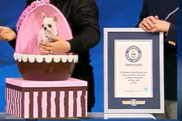 கின்னஸ் உலக சாதனை பக்கத்தில் இடம்பிடித்த நாய்க்குட்டி! | The Puppy On The Guinness World Records