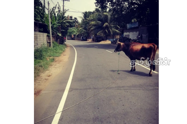 வீதிகளில் திரிகின்ற கட்டாக்காலி கால்நடைகளுக்கு உடனடியாக நடவடிக்கை எடுக்குமாறு கோரிக்கை | Request For Immediate Action Against Stray Cattle