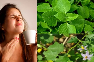 தொண்டை வலி பிரச்சனை இருக்கா? அப்போ இந்த மூலிகை இலைகளை சாப்பிடுங்க