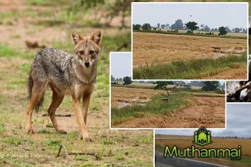 சம்மாந்துறை பகுதியில் அதிகரித்துள்ள நரிகளின் நடமாட்டம்