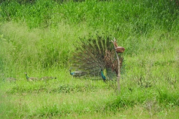 கிளிநொச்சி மாவட்டத்தில் இப்படி ஓர் அழகிய கிராமமா?