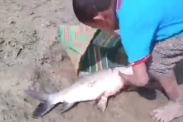 குட்டி வில்லேஜ் விஞ்ஞானியிடம் சிக்கிய ராட்சத மீன்கள்.... என்ன ஒரு திறமை!