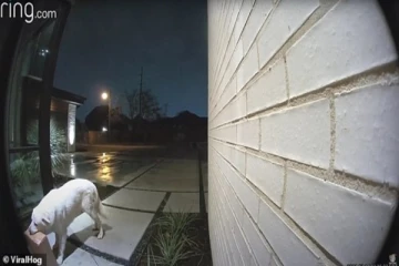 வீட்டுக்கு டெலிவரி செய்யப்பட்ட பொருட்கள் அடிக்கடி காணாமல் போன மாயம்: கமெராவில் சிக்கிய எதிர்பாராத காட்சி