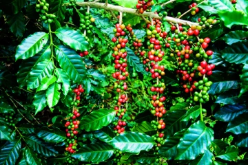 இலங்கையில் ஆரம்பிக்கப்படவுள்ள கோப்பிப் பயிர்ச்செய்கை!