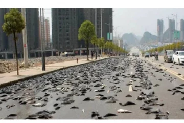 வானிலிருந்து கொட்டிய அதிசய ‘மீன் மழை’ - ஆச்சரியத்தில் வியந்துபோன மக்கள் - வைரலாகும் படங்கள்