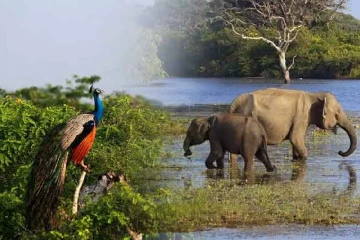 கடும் வறட்சியால் பாதிக்கப்பட்டுள்ள யால தேசிய பூங்கா; வறண்டு போயுள்ள நீர் வளங்கள்