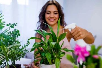 தரித்திரத்தை கொண்டு வரும் மணி பிளாண்ட்! மறந்தும் இந்த தவறை செய்யாதீங்க