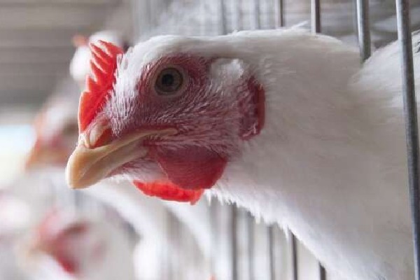 கனடாவில் பறவைக் காய்ச்சல் காரணமாக 1 மில்லியன் பறவைகள் பலி எங்கு தெரியுமா? | Quebec Avian Flu Cases Higher Than Expected