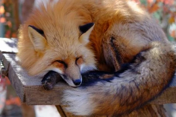 விலங்குகளுக்கு தனி மலை ஒதுக்கிக் கொடுத்த நாடு- Fox village எங்குள்ளது தெரியுமா?