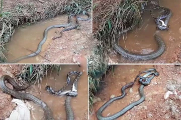 பாம்புகளின் பயங்கரமான சண்டை: பரப்பரப்பான சூழலில் கடைசியில் நடந்த டுவிஸ்ட்