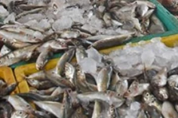 වෙළඳපොළේ මාළු මිලෙහි එකවරම වූ වෙනස..