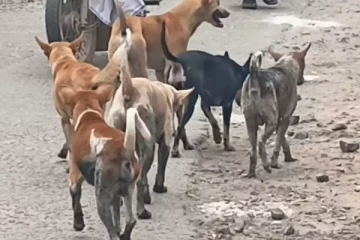 இலங்கையில் இரண்டு மில்லியனை தாண்டிய தெரு நாய்களின் எண்ணிக்கை