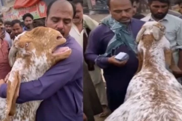 கதறி தேம்பி தேம்பி அழுத ஆட்டு குட்டி! நொறுங்கி போன ஓனர் - இதயத்தை துளைத்தெடுத்த காட்சி