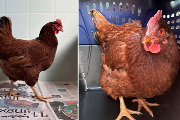 பென்டகன் பகுதிக்குள் நுழைந்த கோழி ரகசிய உளவாளியா?  (படங்கள்) - ஐபிசி தமிழ்