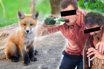 බීලා වෙරි වූ මිතුරන් දෙදෙනා බල්ලෙකු වෙනුවට නරියෙක් අරන් ගිහින්.