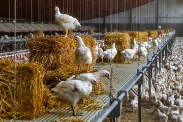 50,000 கோழிகள் கொல்ல அதிரடி நடவடிக்கை!