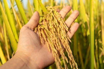 விவசாயிகளுக்கு பேரிடியான தகவல்