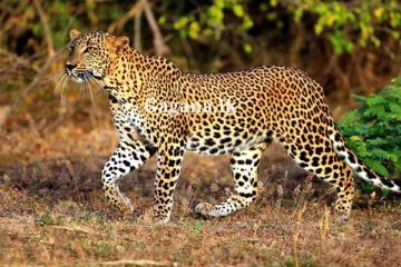 නිදැල්ලේ සැරිසරන කොටියෙක් නිසා ගම්මානයක් බියෙන් තැති ගනී.