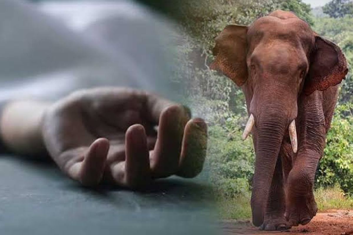 காட்டு யானை தாக்கியதில் குடும்பஸ்தர் பரிதாபப் பலி | Family Member Killed In Wild Elephant Attack