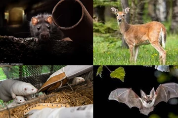 Omicron கொரோனா வைரஸ் இந்த விலங்கிலிருந்து தான் பரவியதா? அறிவியலாளர் முன்வைத்துள்ள கருத்து