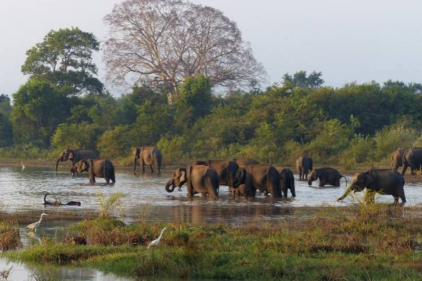 ஆப்பிரிக்காவை அடுத்து இலங்கைதான் சிறந்த இடம்! | Sri Lanka The Best Place See Animals After Africa