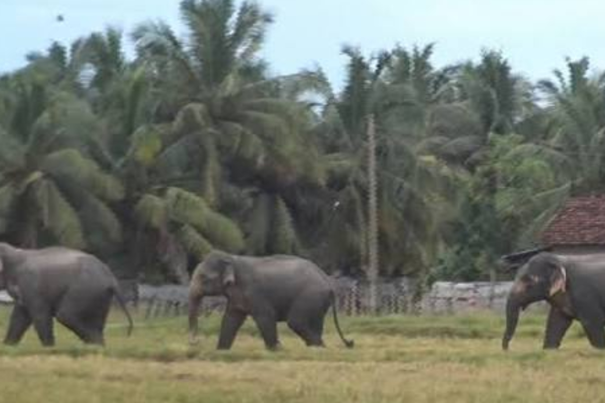 அதிகரித்துள்ள காட்டு யானைகளின் அத்துமீறல்களுக்கு உடனடித் தீர்வு தேவை; ரவிகரன் எம்.பி வலியுறுத்தல் | Raviharan Mp Statement அதிகரித்துள்ள காட்டு யானைகளின் அத்துமீறல்களுக்கு உடனடித் தீர்வு தேவை; ரவிகரன் எம்.பி வலியுறுத்தல் | Raviharan Mp Statement