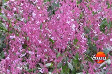 නෙළු බලන්න හෝර්ටන් තැන්නට එන ඔයාත් මේවා දැනගෙනම එන්න - නැත්නම් අමාරුවේ