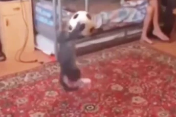 விளையாட்டு வீரர்களையும் மிஞ்சிய பூனை குட்டி! பந்தை பாய்ந்து அடிக்கும் அருமையான காட்சி