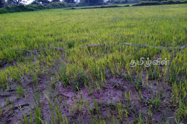 மீன்பிடிக்க சென்றவர் சடலமாக மீட்பு(Photos) | The Dead Body Of The Person Recovered