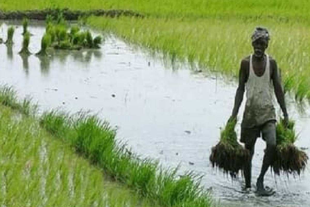 தமிழர் பகுதியில் விவசாயிகளுக்கான இழப்பீடு தொடர்கிறது | Compensation Continues For Farmers In Tamil Areas