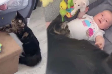 விடாமல் அழுத குழந்தை... அம்மாவிற்கு முன்பு சென்று பாசத்தை கொட்டிய பூனை