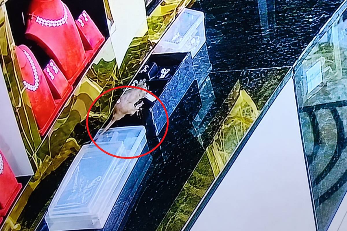 10 லட்சம் மதிப்புள்ள நகைகளை திருடிய எலி - CCTV காட்சிகளை பார்த்து அதிர்ந்த ஊழியர்கள் | Cctv Found Rat Steals Jewellery Worth Rs 10 Lakh 10 லட்சம் மதிப்புள்ள நகைகளை திருடிய எலி - CCTV காட்சிகளை பார்த்து அதிர்ந்த ஊழியர்கள் | Cctv Found Rat Steals Jewellery Worth Rs 10 Lakh