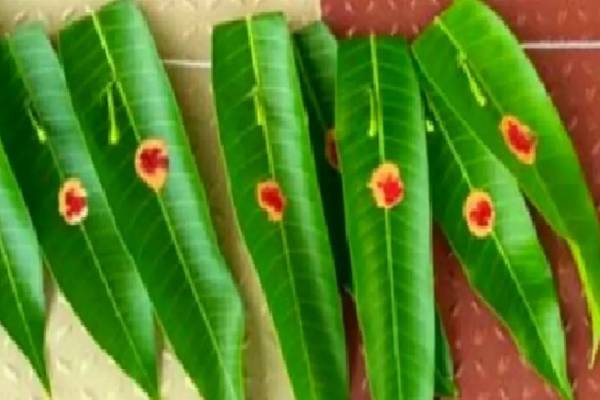 பணத்துக்கு பஞ்சமே இருக்க கூடாதா? வாஸ்துபடி வீட்டு வாசலில் இதை வைத்து பாருங்க! | What To Keep At Home Entrance As Per Vastu