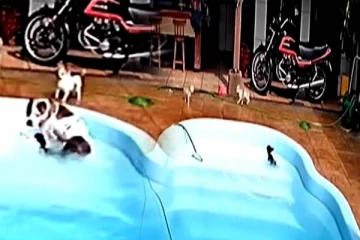 நீரில் தத்தளித்த நாய்க்குட்டி! ஹீரோவாக காப்பாற்றிய மற்றொரு நாய்