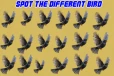 Optical illusion: ஒரே போல இருக்கும் இந்த பறவைகளில் வித்தியாசமானதை கண்டுபிடிக்க முடியுமா?