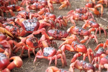 காட்டிலிருந்து கடலுக்கு படையெடுக்கும் லட்சக்கணக்கான சிவப்பு நண்டுகள்: காரணம் என்ன?